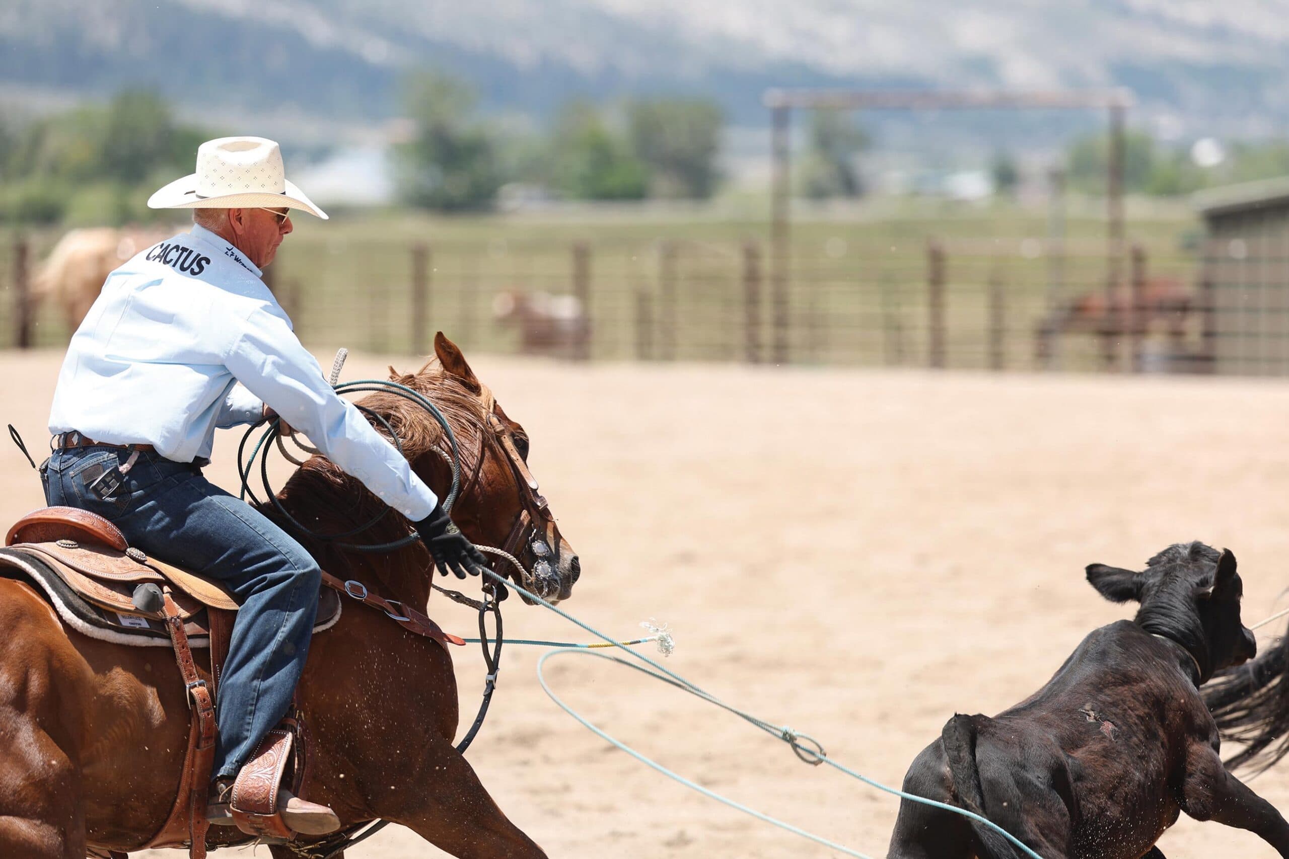 Cowboy in a straw hat and light blue shirt rides a sorrel horse, rope stretched toward a black steer in a sandy arena