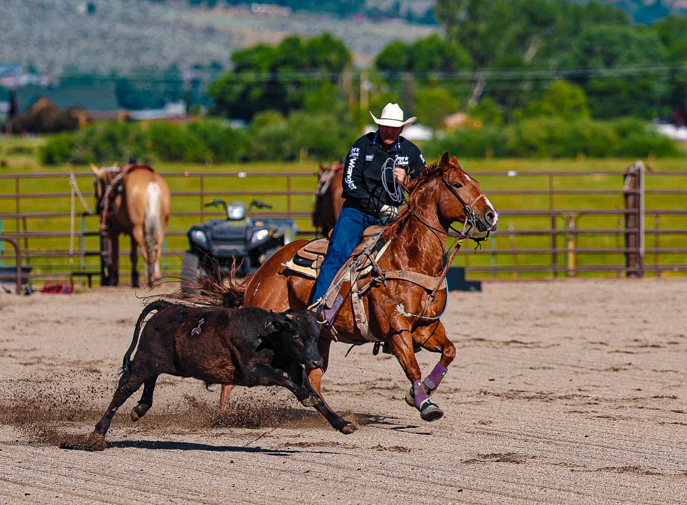 Cowboy in a white hat and black shirt gallops a sorrel horse alongside a black steer in a dirt arena, rope coiled in hand