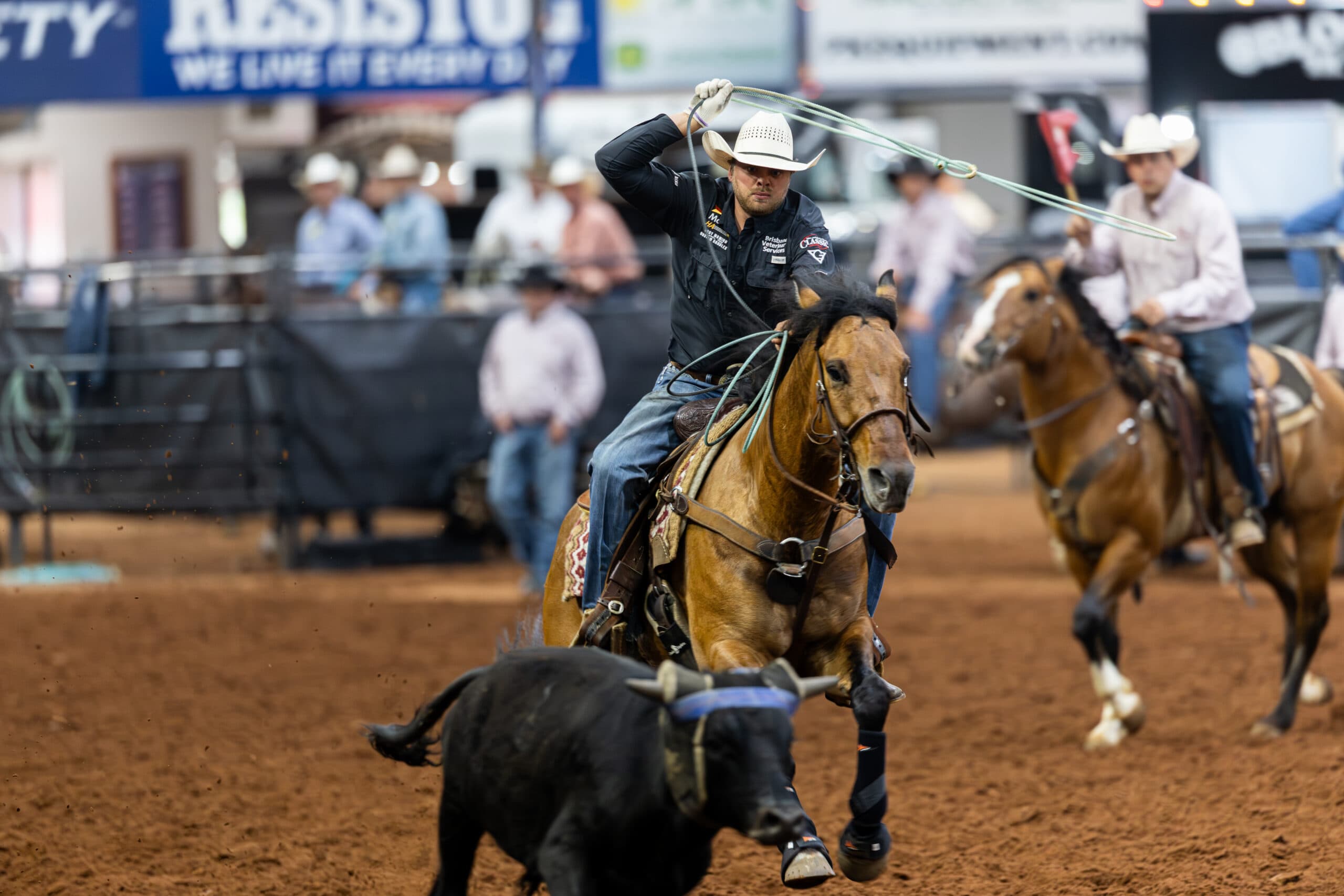 Team roping header swings his loop aboard a buckskin horse as he chases a black steer across the arena