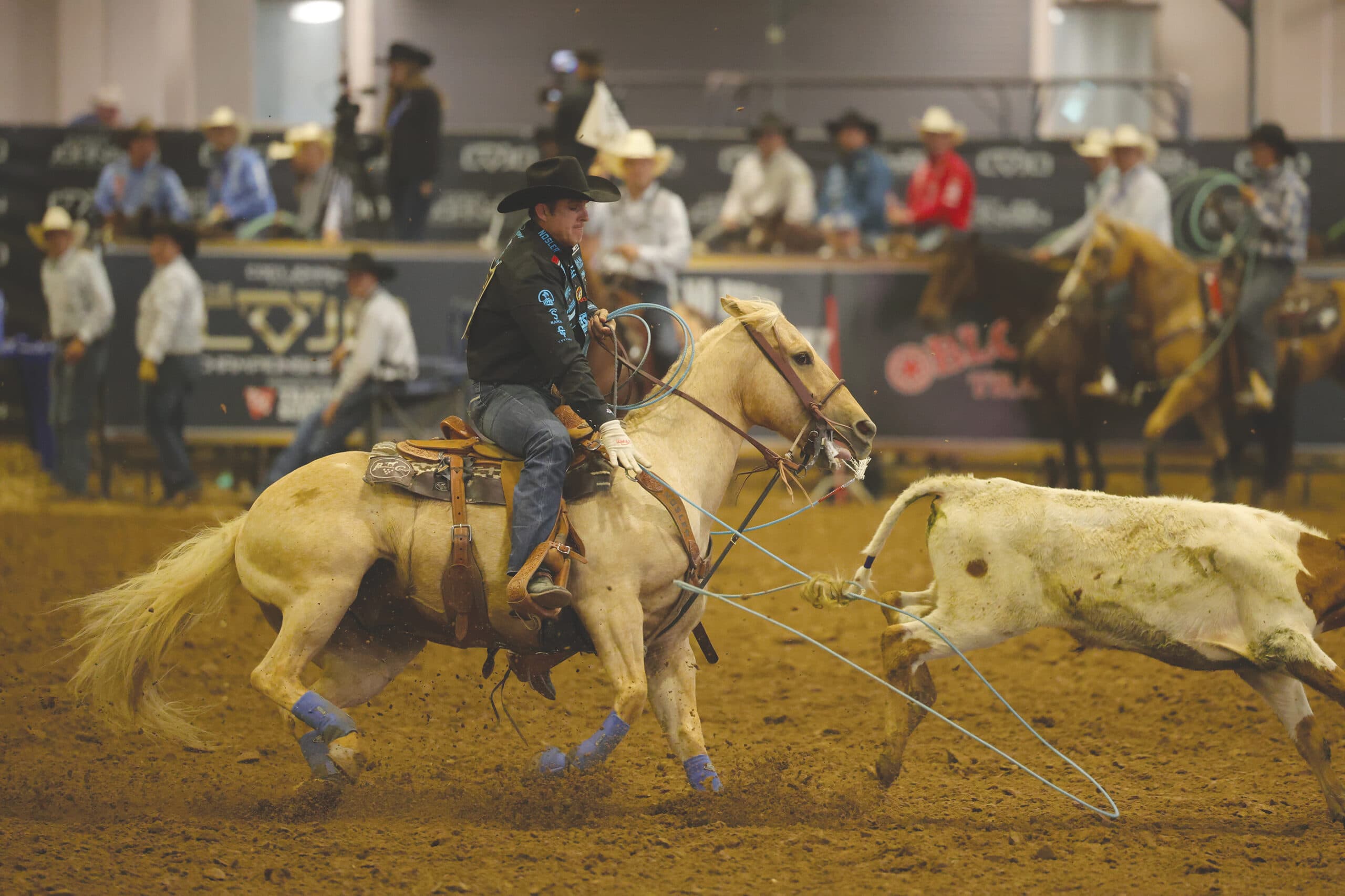 Cowboy in black hat and vest on a palomino horse holds his rope taut on a roped steer's heels in a dirt arena