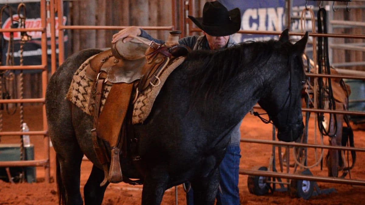Phil Haugen works with a young horse