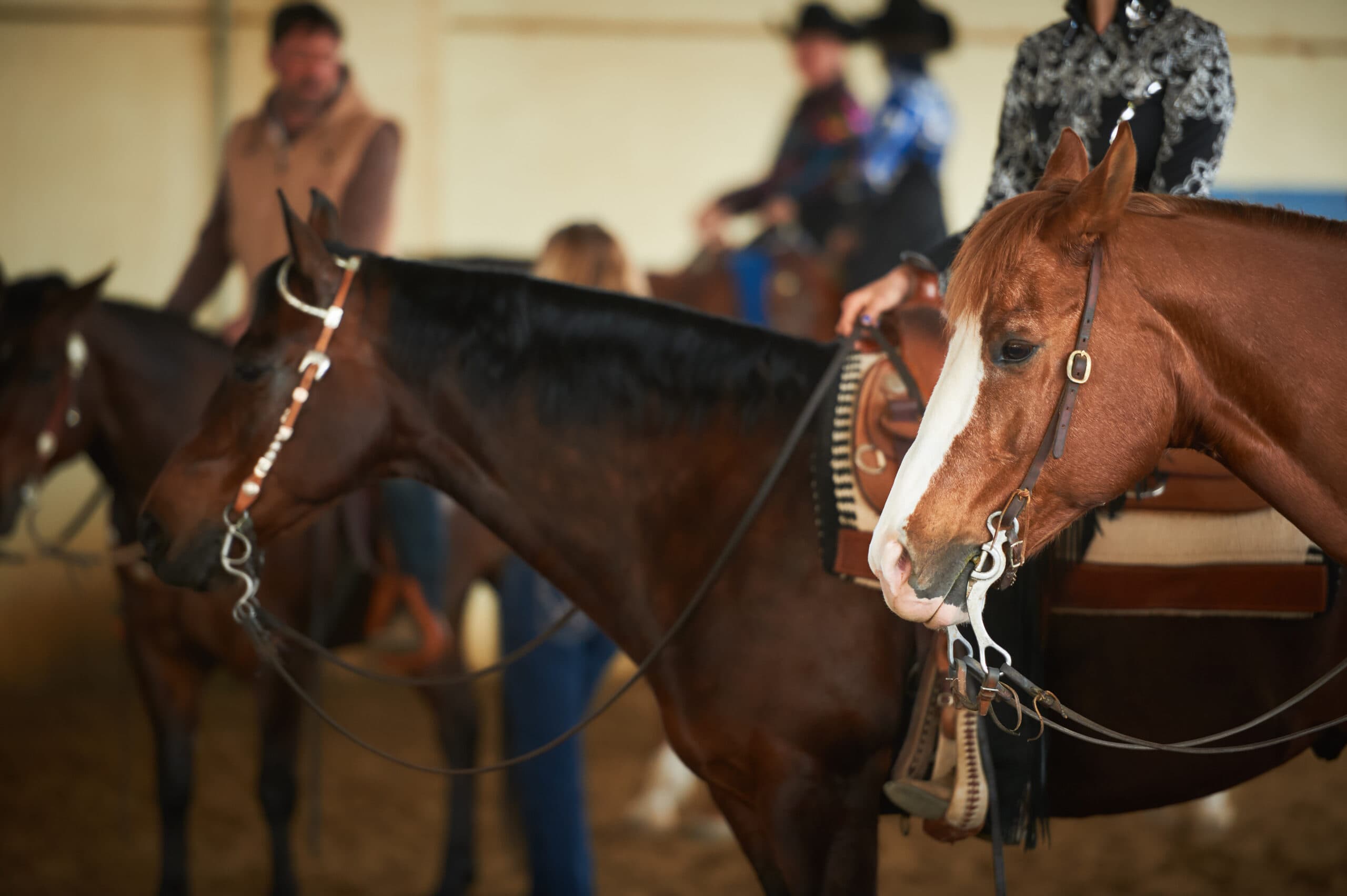 Chestnut horse with white blaze led by handler in indoor arena during equestrian competition with spectators watching
