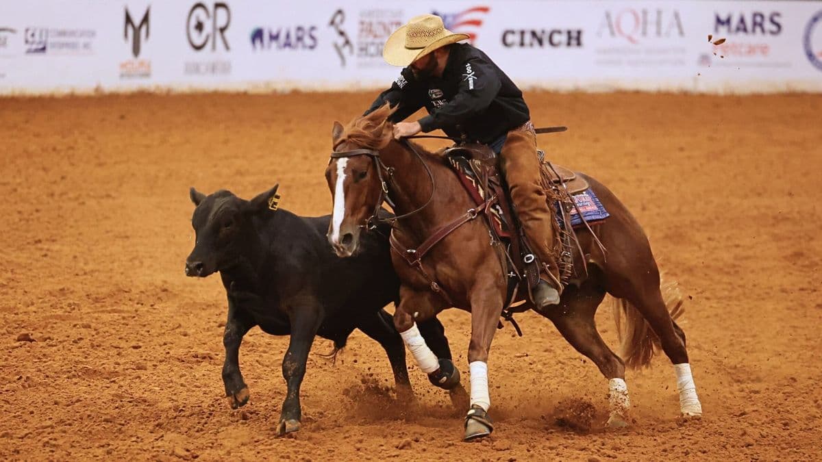Cowboy on brown horse roping black steer during ranch sorting competition on dirt arena with sponsor backdrop