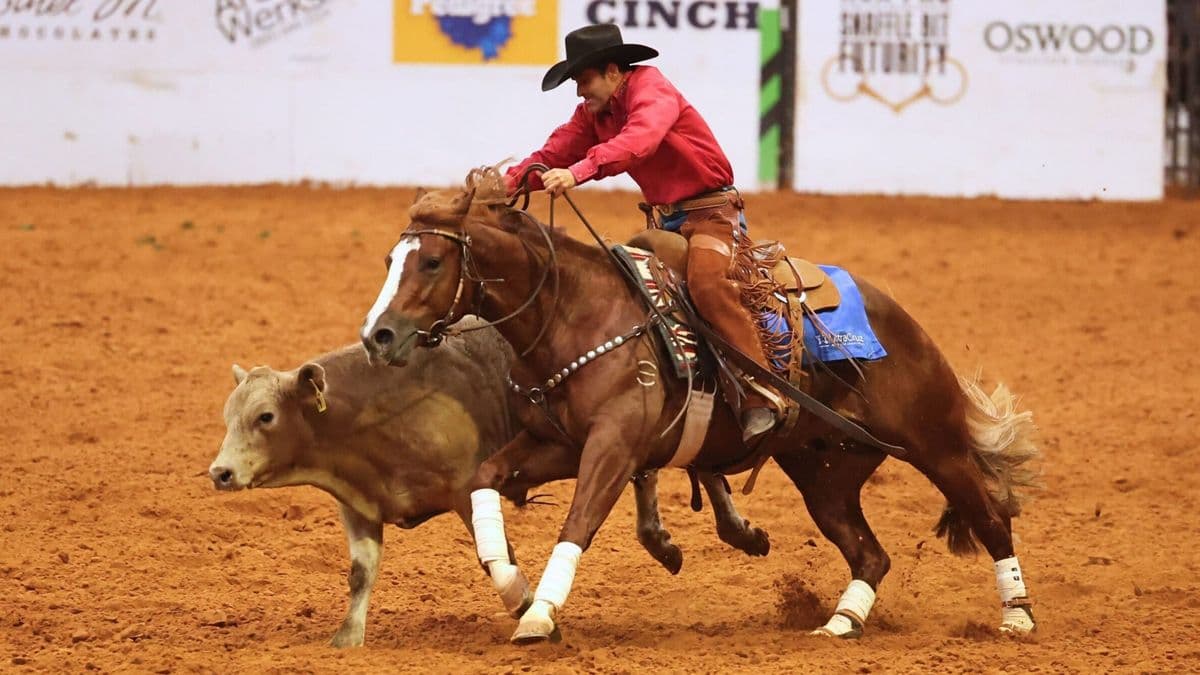 Cowboy in red shirt and black hat on brown horse roping a calf during a ranch sorting competition