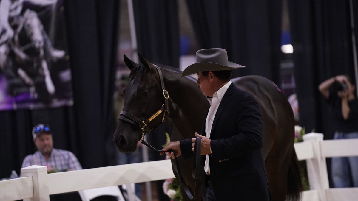 Thee Ironman in the sale ring