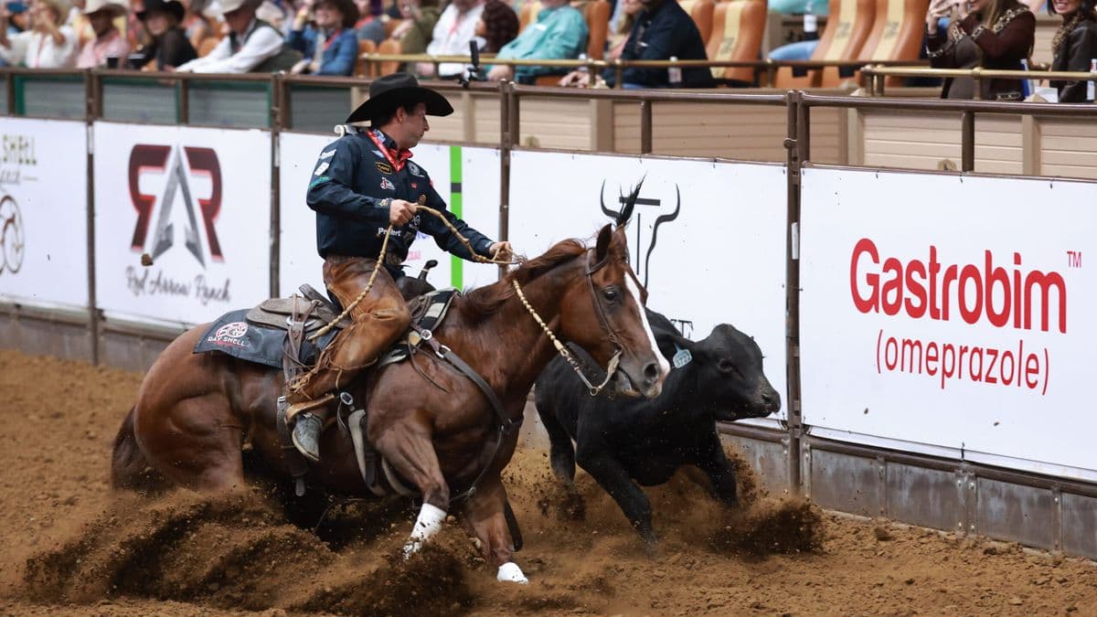 Steer roper on horseback lassoing a black steer in a dirt arena at a rodeo event, with spectators in bleachers behind advertising barriers