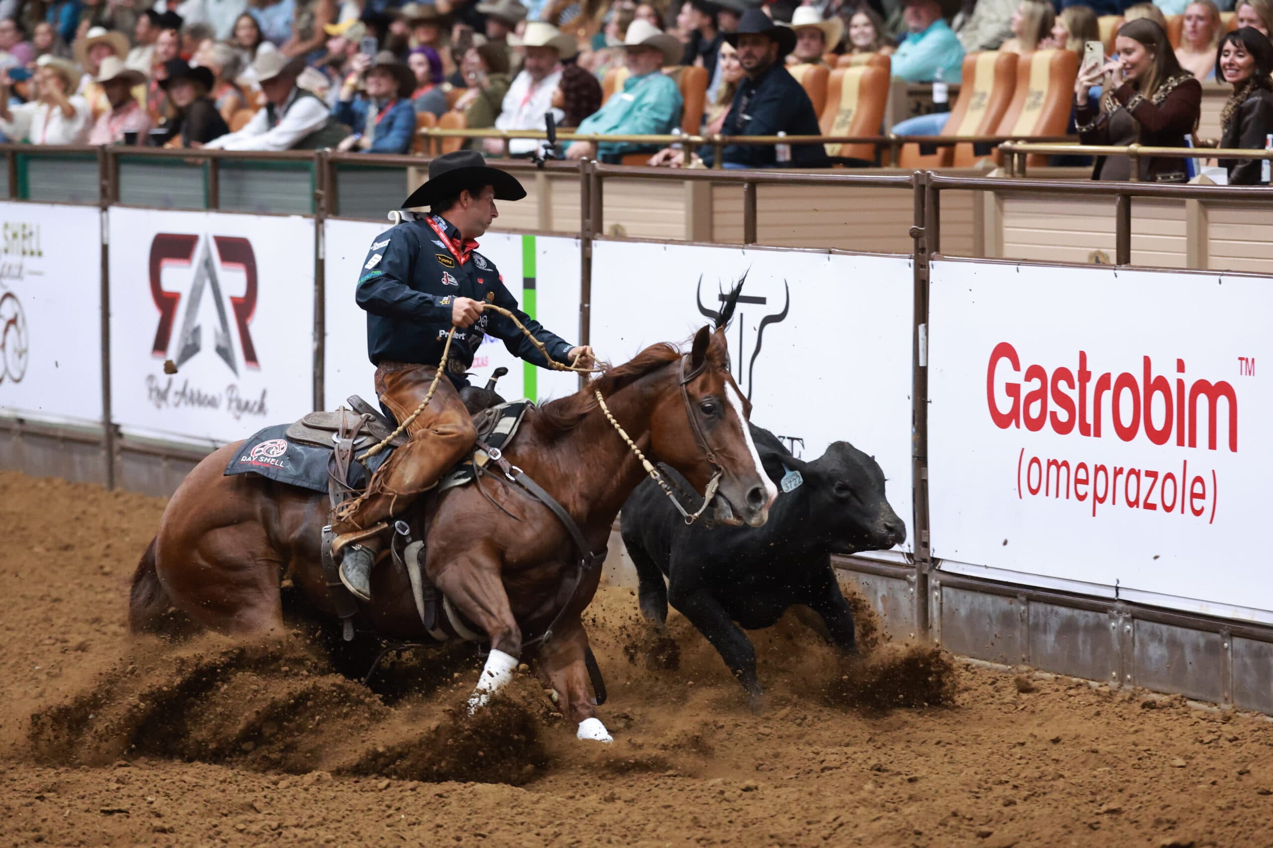 Steer roper on horseback lassoing a black steer in a dirt arena at a rodeo event, with spectators in bleachers behind advertising barriers