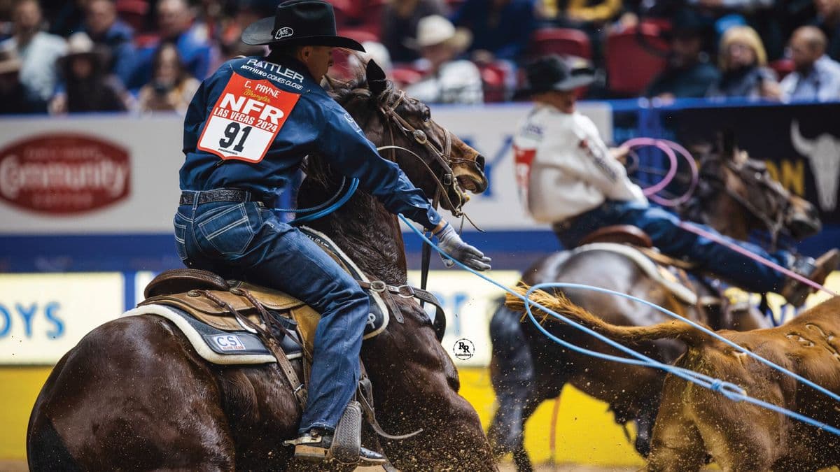 Cowboy wearing bib number 91 ropes a steer during a rodeo event, with spectators in the arena background