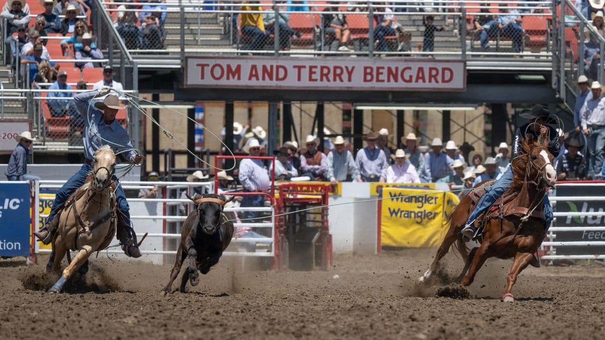 Steer roping competitors on horseback chase and rope a steer in the arena at the Tom and Terry Bengard stadium during a rodeo event