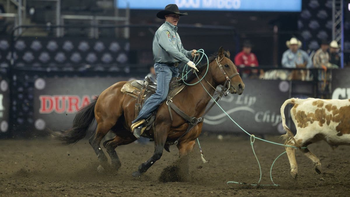 Cowboy on brown horse roping a brown and white steer during a rodeo event in an indoor arena