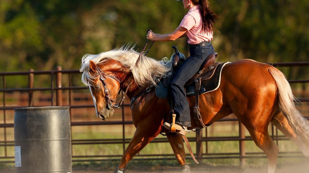 Palomino stallion Bigg Smoke turns a barrel in a practice pen, his blond mane flying.