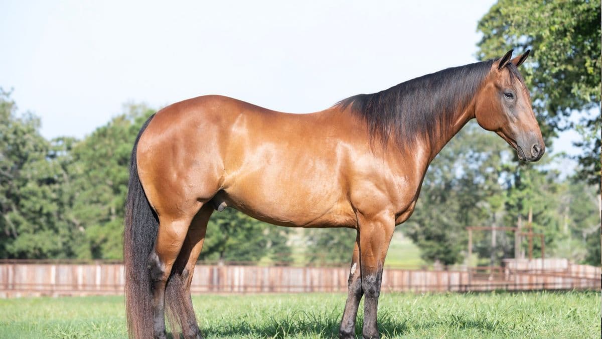 Built to Go Win: Inside the 2026 Philipp Ranch Production Horse Sale