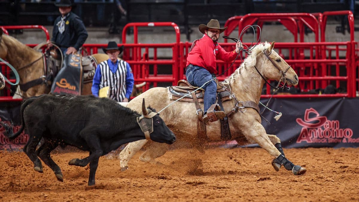 Cowboy in red shirt on palomino horse roping black steer during rodeo competition in arena with red gates