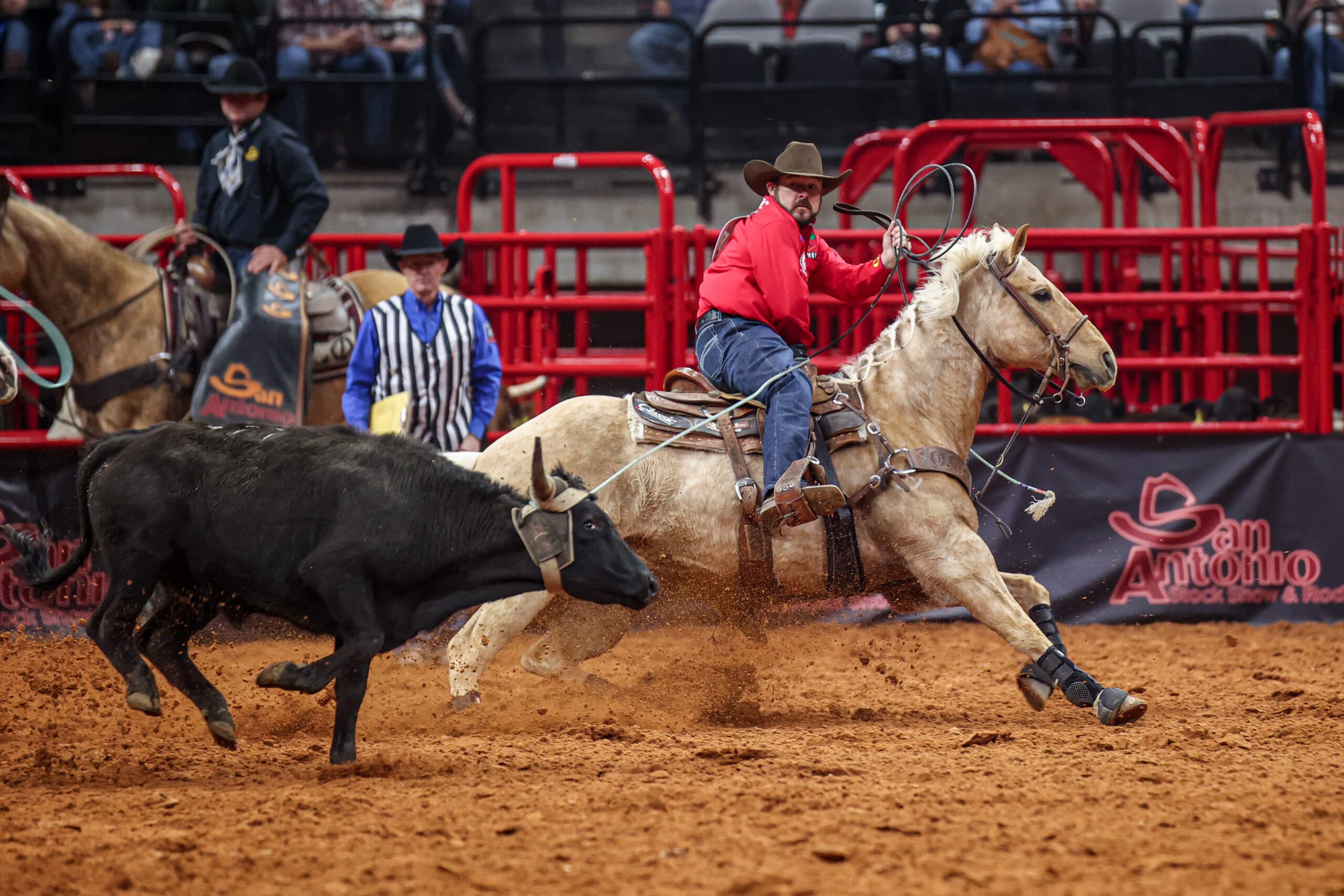 Cowboy in red shirt on palomino horse roping black steer during rodeo competition in arena with red gates