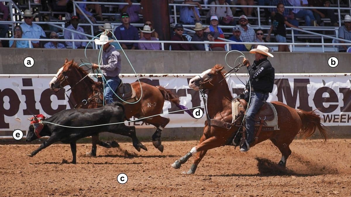 Clay Tryan heading a steer at the 2026 Spicer Gripp Memorial Open