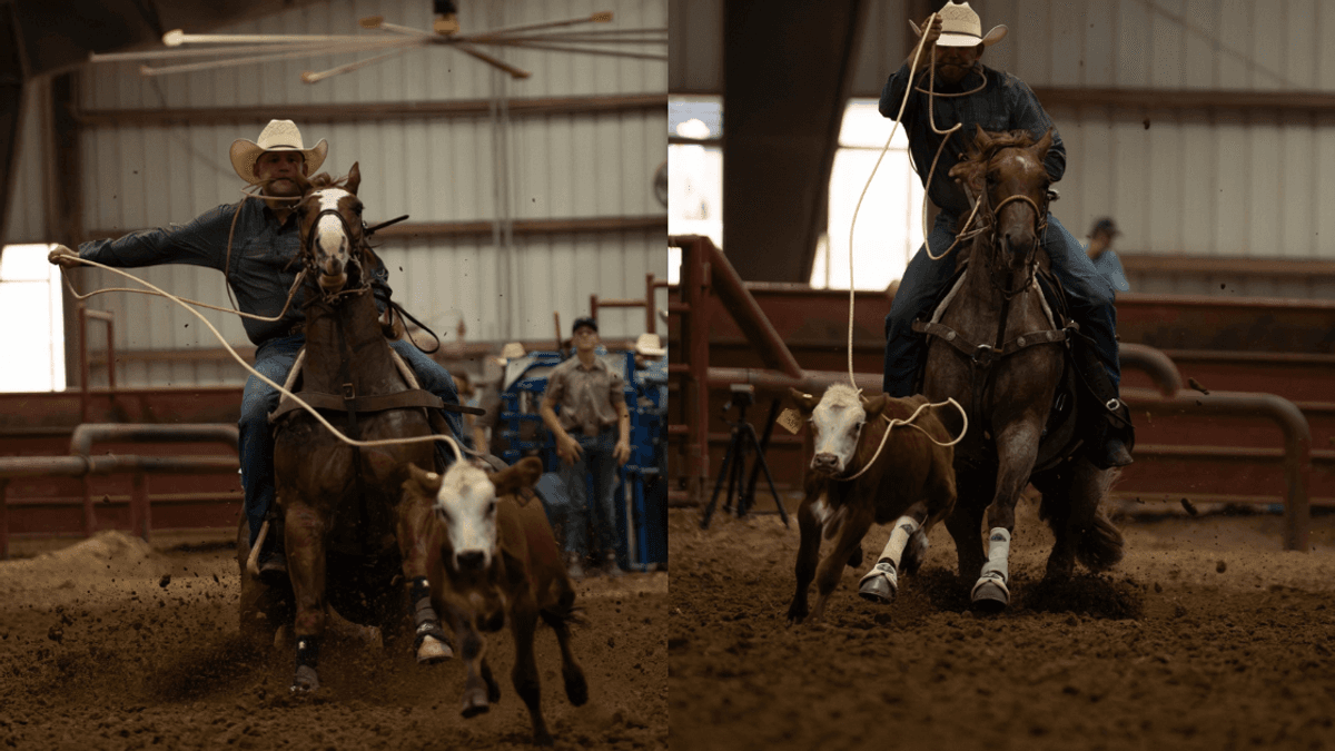 Cowboy on horseback with lasso ropes around a steer during a ranch sorting competition in an indoor arena