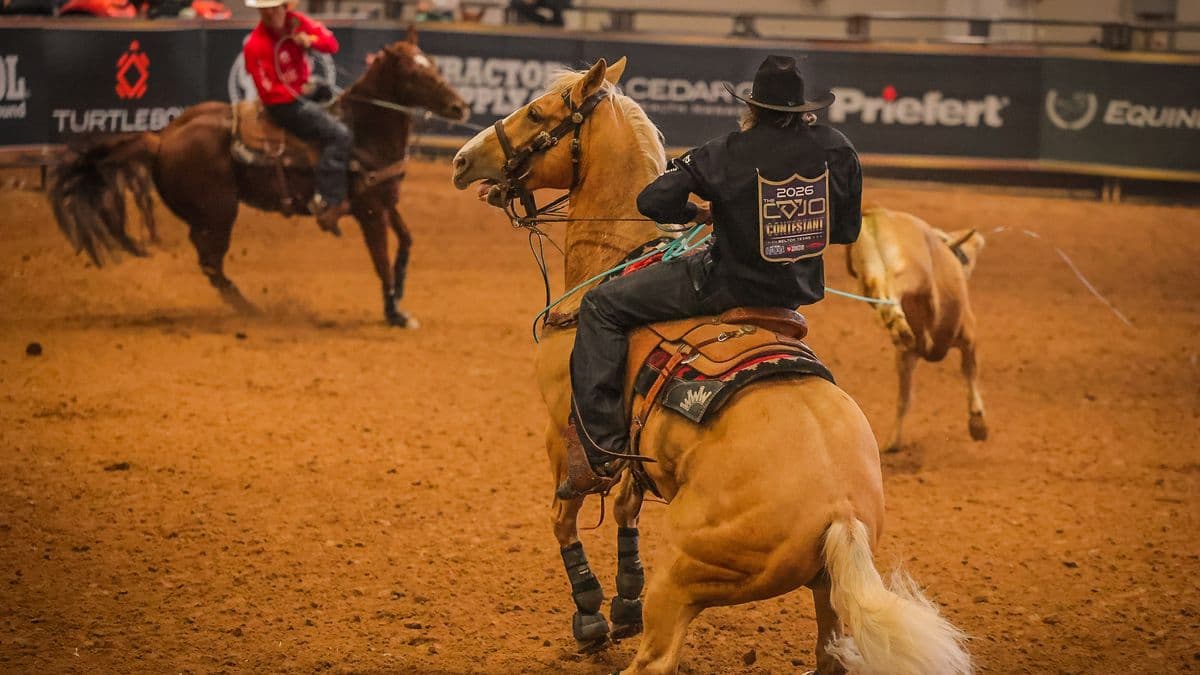 Rider in black jacket on palomino horse herding cattle during a ranch sorting competition in an indoor arena