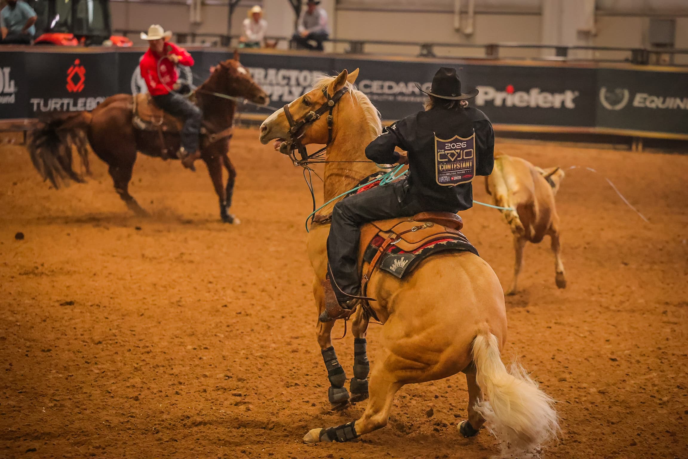 Rider in black jacket on palomino horse herding cattle during a ranch sorting competition in an indoor arena