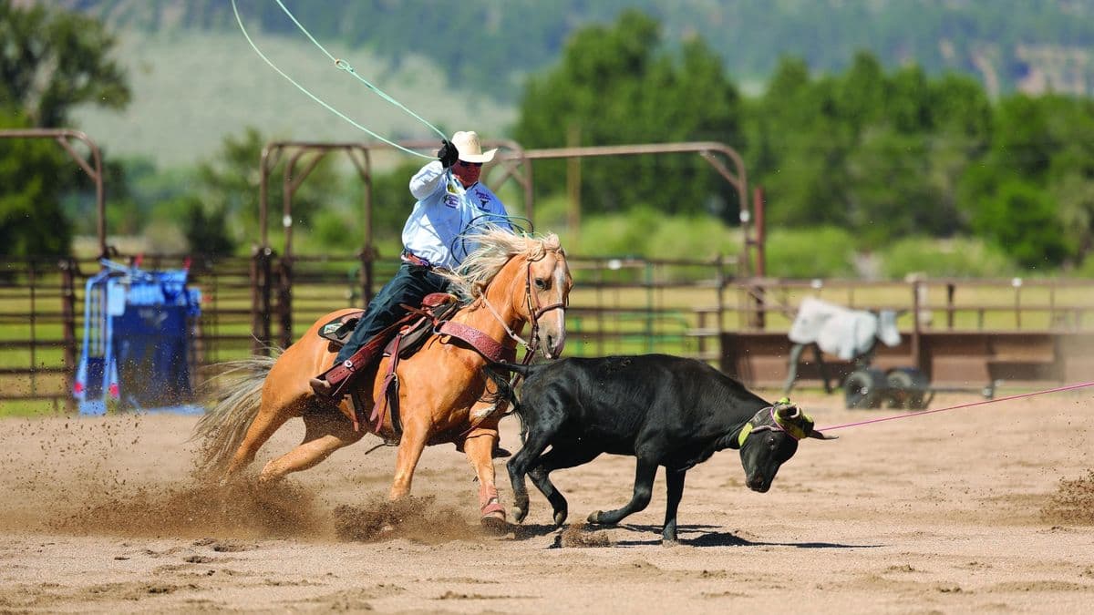 A heeler riding his horse through the corner to rope a steer's hind feet