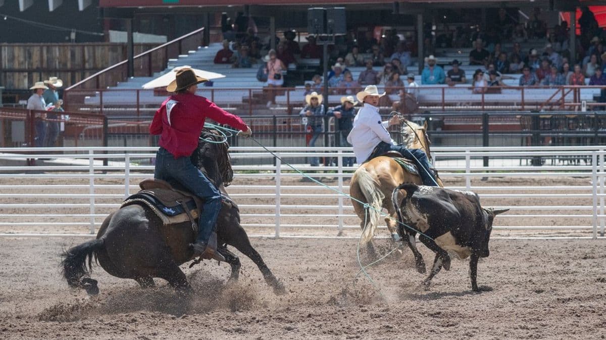 Tyler Tryan and Nicky Northcott roping a steer at Cheyenne Frontier Days