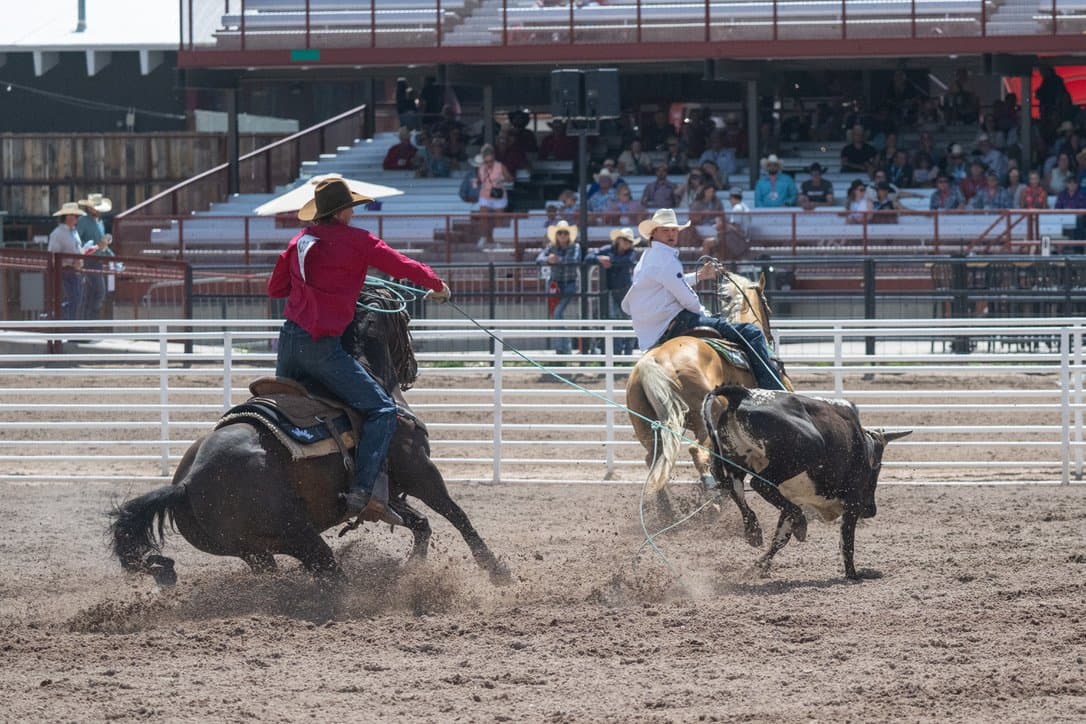 Tyler Tryan and Nicky Northcott roping a steer at Cheyenne Frontier Days