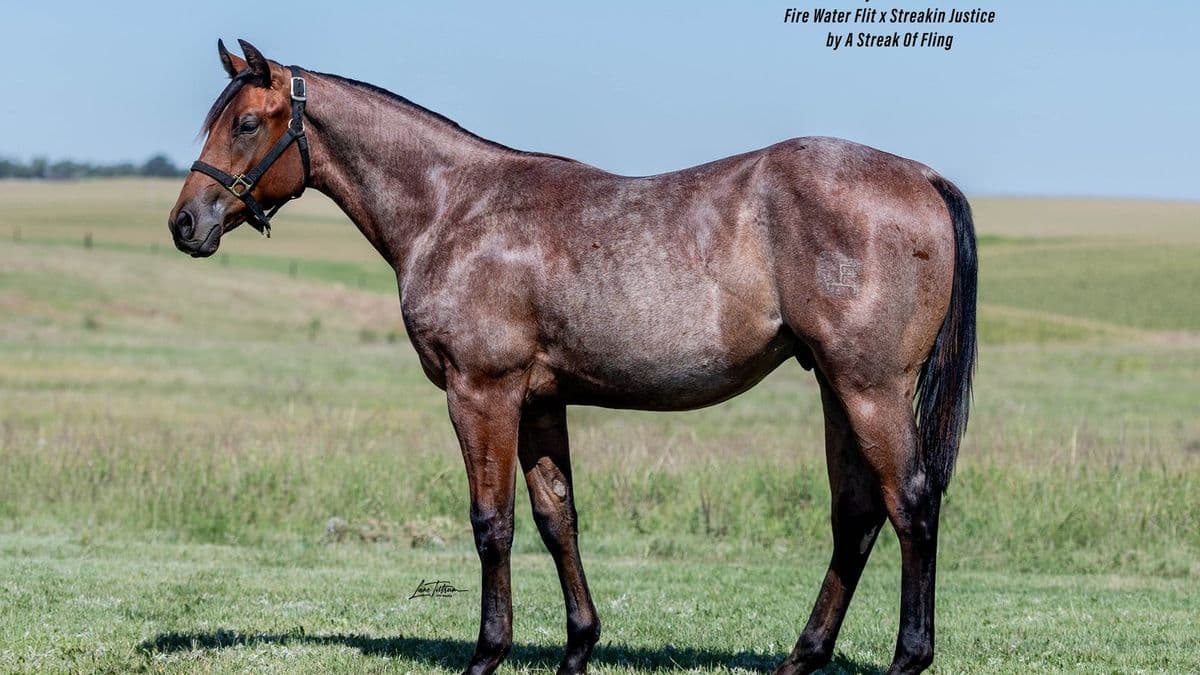 Lot 303 Fling A Fire Water, 2025 bay roan stallion