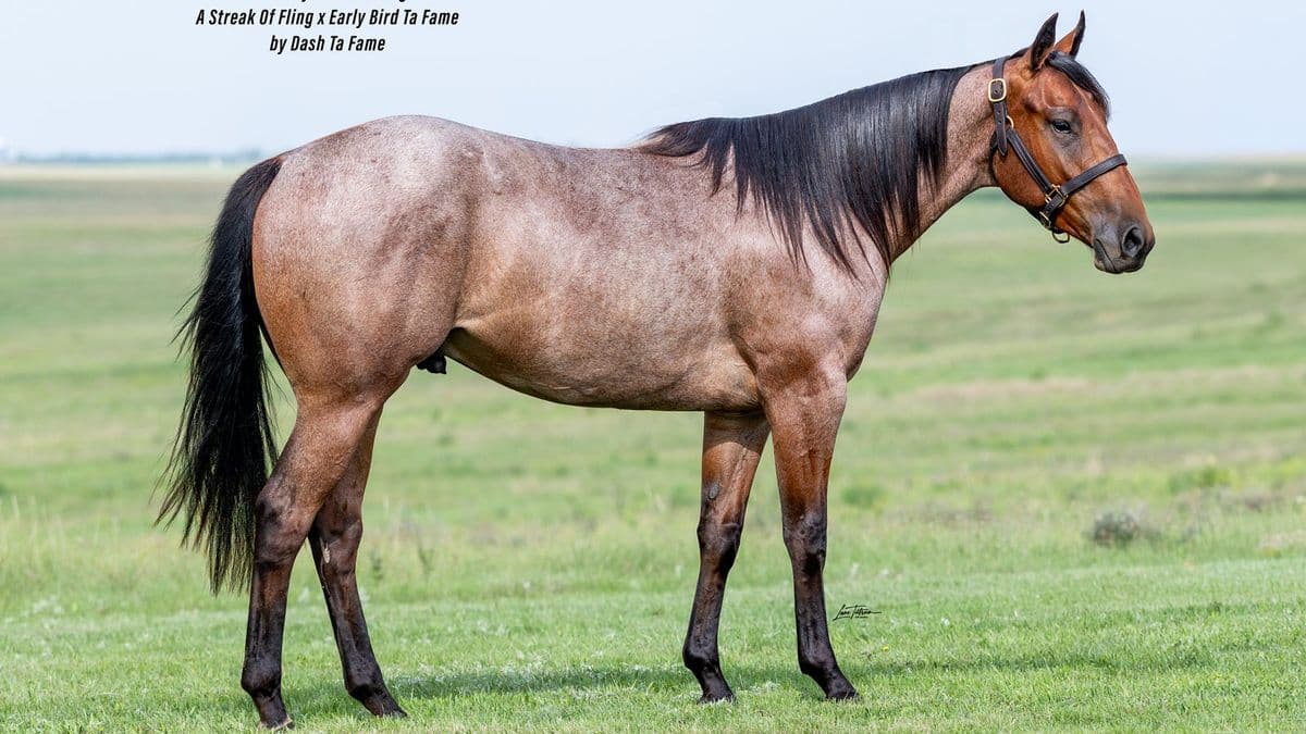 Lot 101 Early Morning Fling, 2024 bay roan gelding