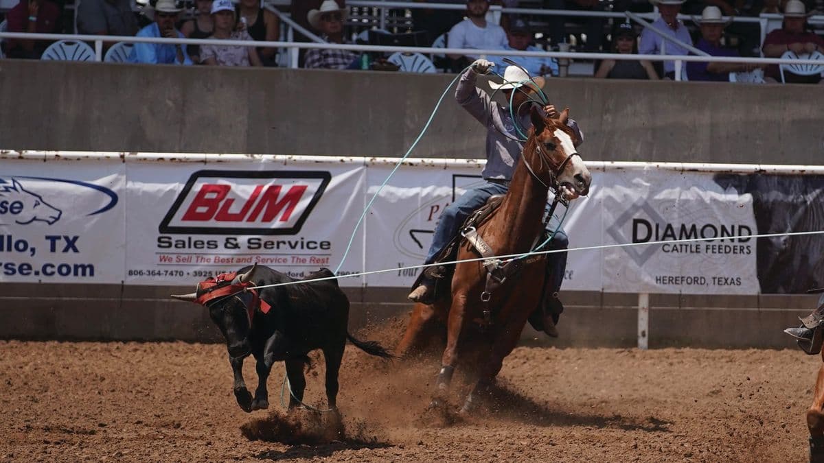 Will Woodfin heeling a steer at the 2026 Spicer Gripp