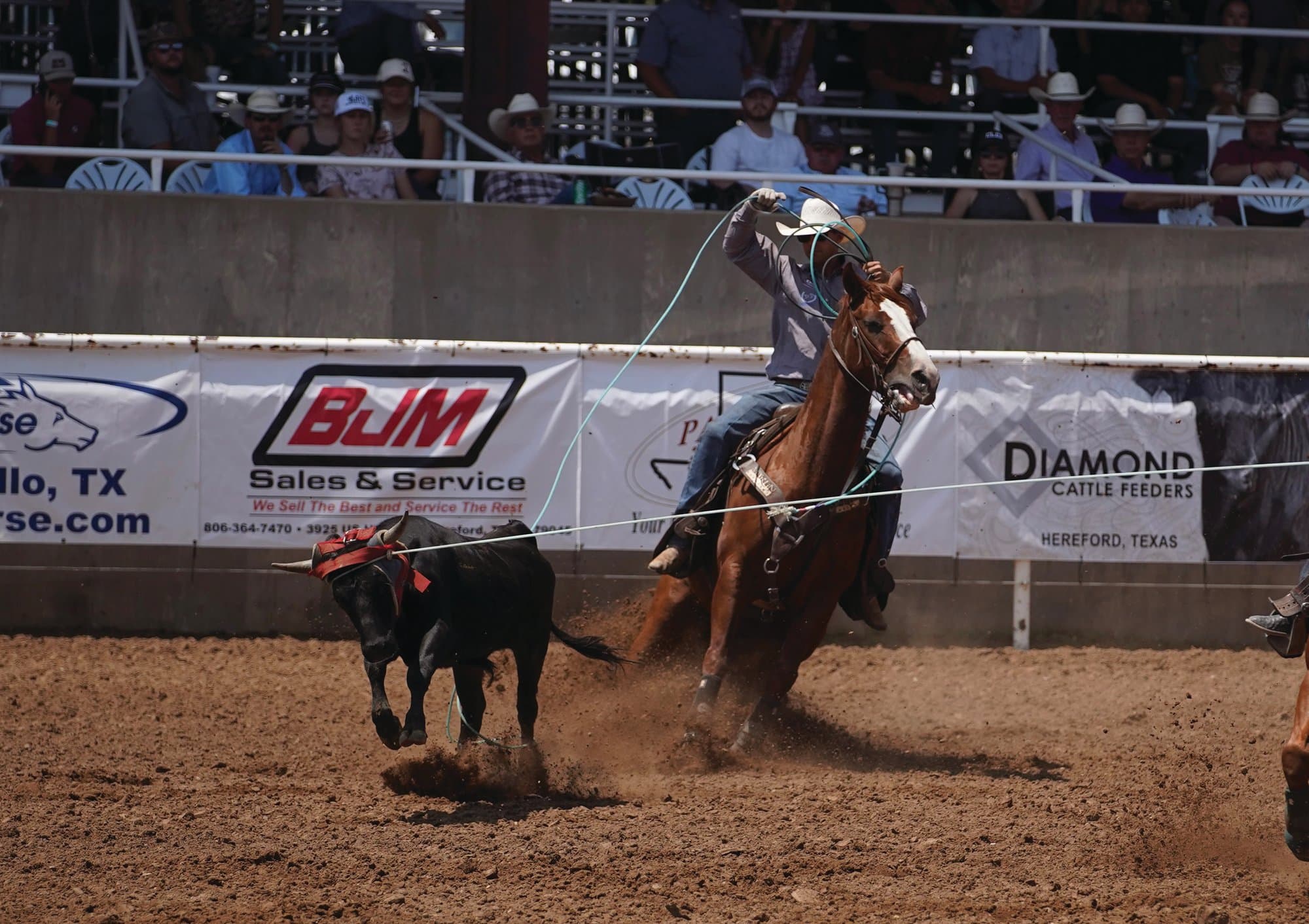 Will Woodfin heeling a steer at the 2026 Spicer Gripp