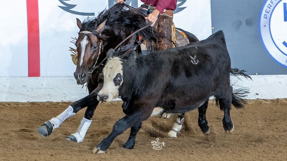 Rider on horseback herds a black and white goat across sandy arena during livestock event