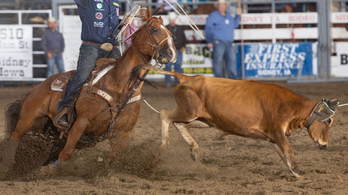 Cowboy in dark shirt and tan hat ropes steer during rodeo calf roping event in dirt arena with grandstands behind