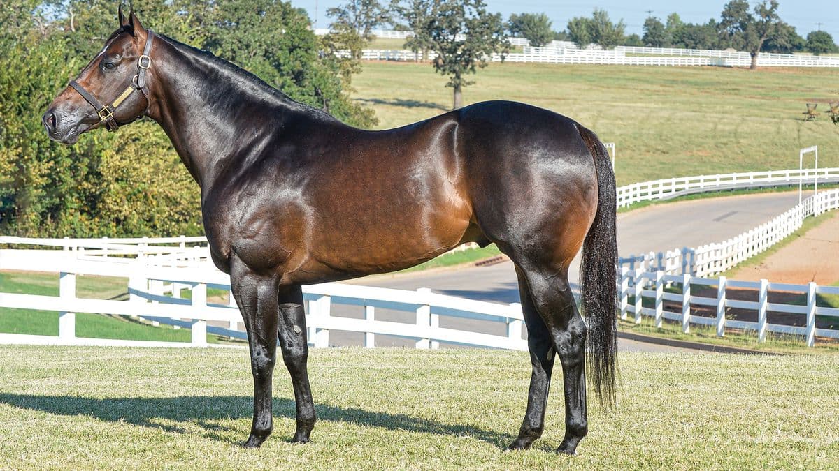 Jess Fire Me standing for the camera | dark brown horse