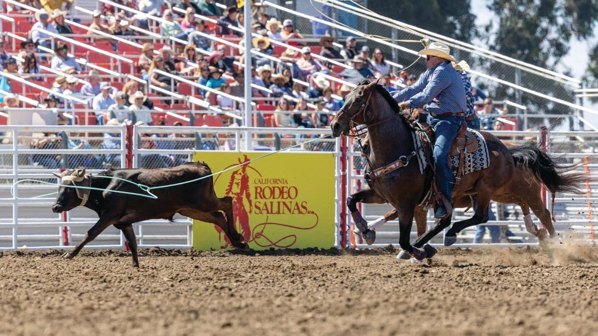 Joe Beaver heading a steer at California Rodeo Salinas