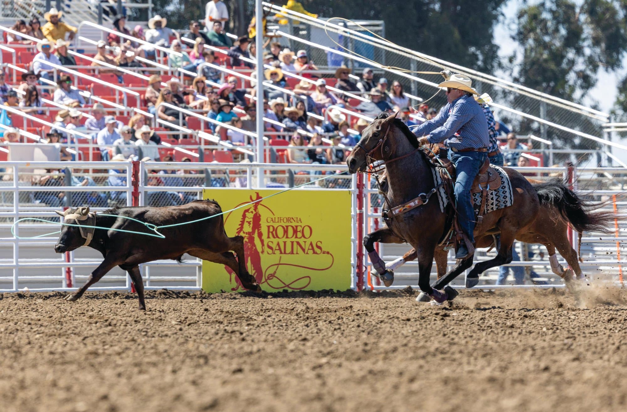 Joe Beaver heading a steer at California Rodeo Salinas