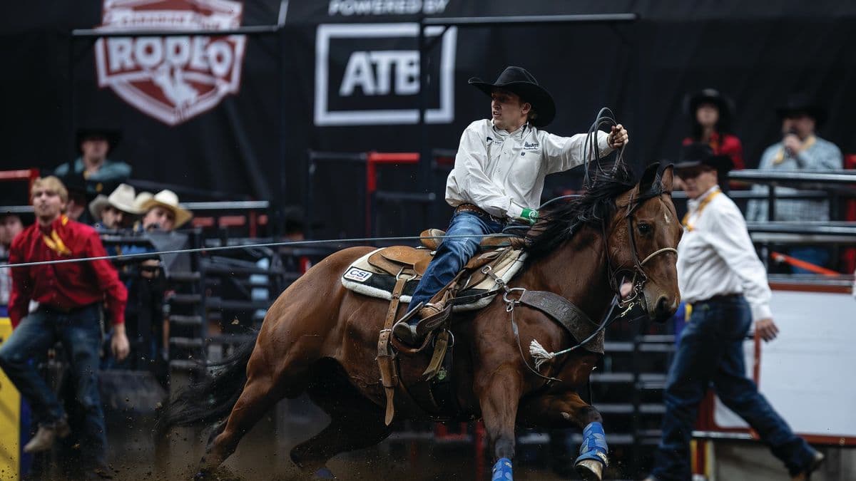 Kash Bonnett heading a steer at a Canadian rodeo