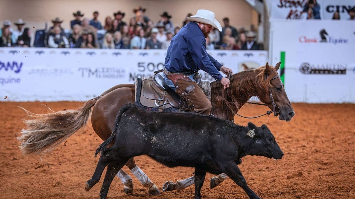 Cowboy on brown horse ropes black steer during ranch sorting competition at rodeo arena with spectators in stands