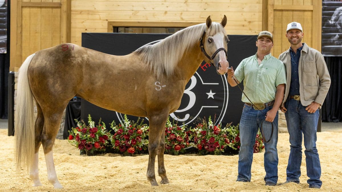 Josh andrews and another man stand with stallion BPHtheskyisthelimit