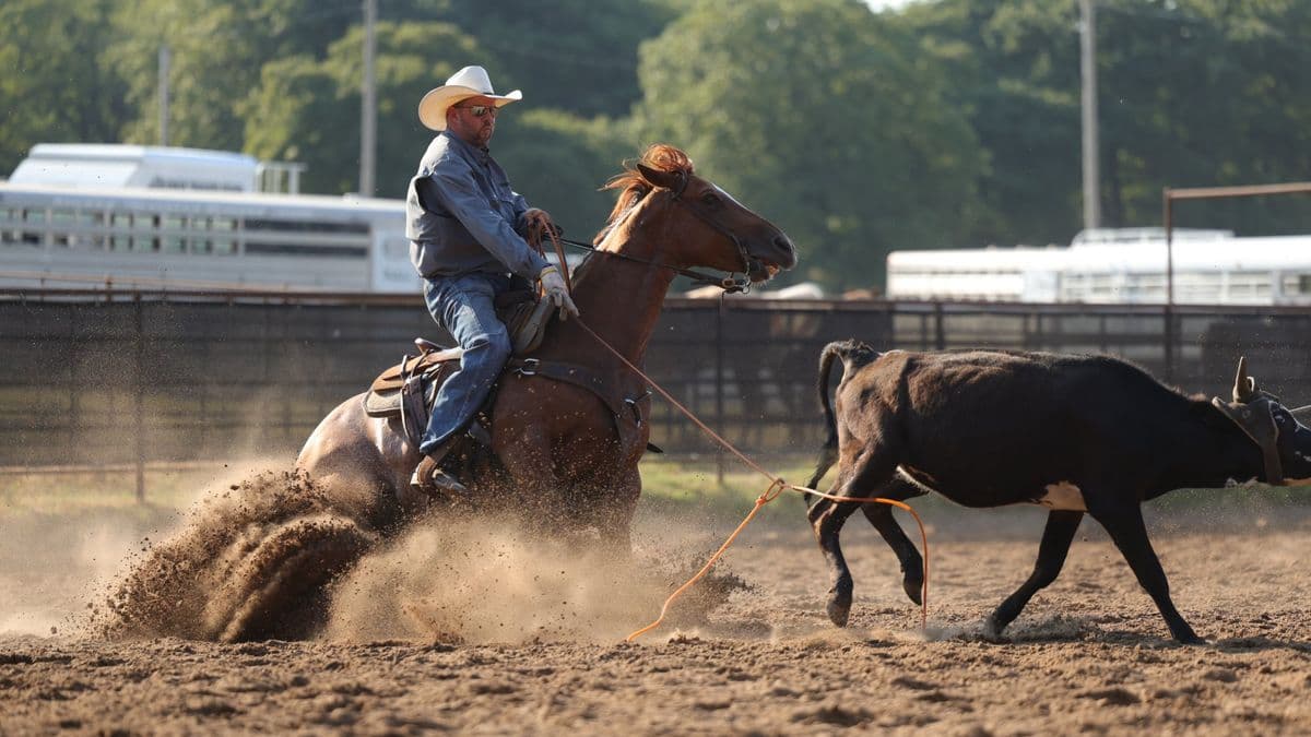 Joseph Harrison's horse slides to a stop as Harrison heels a steer.