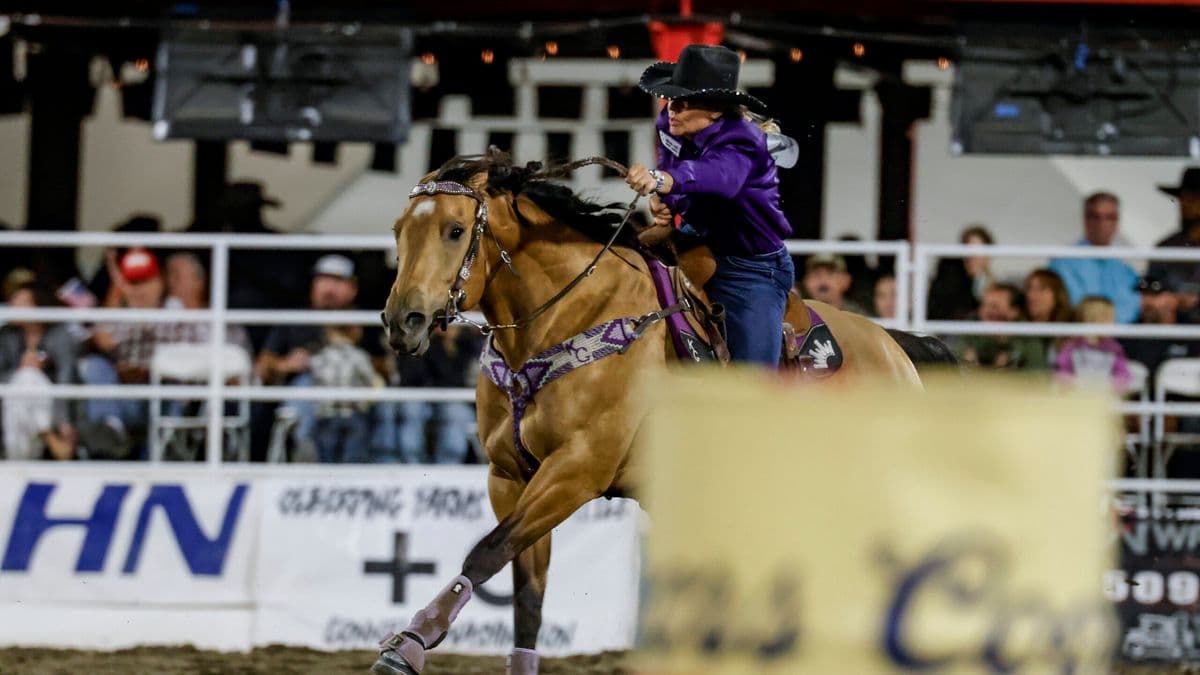 Kathy Grimes growls at her buckskin horse in a purple shirt running home