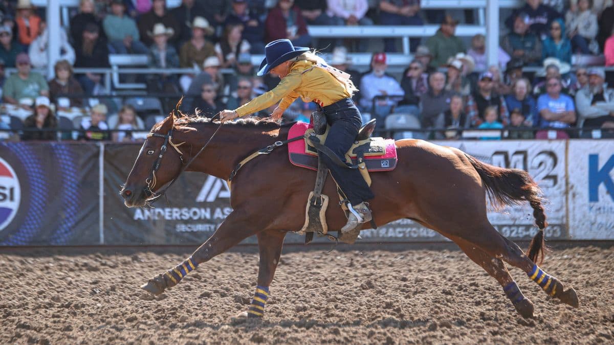 Barrel racer in a gold shirt and navy hat urges her sorrel horse forward with polo wraps and a pink saddle pad as fans watch