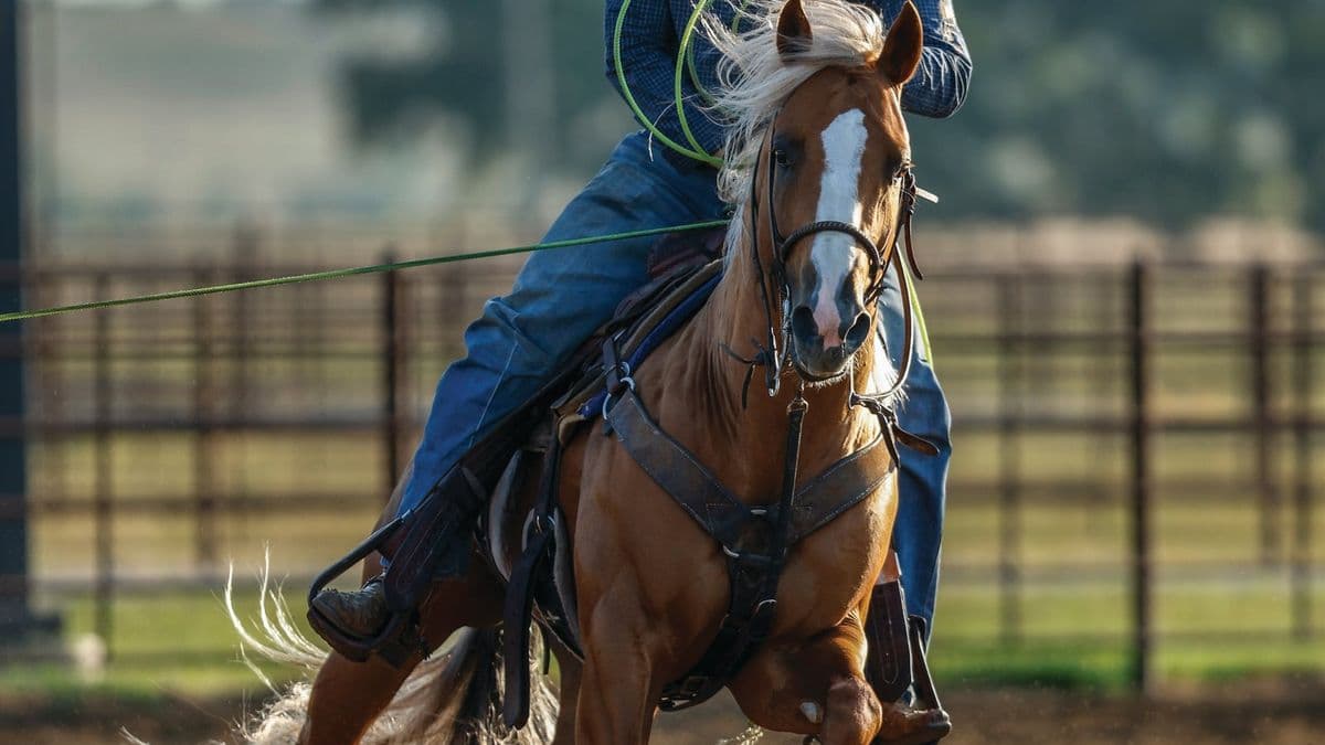 Billie Jack Saebens riding Bigg Smoke in the practice pen