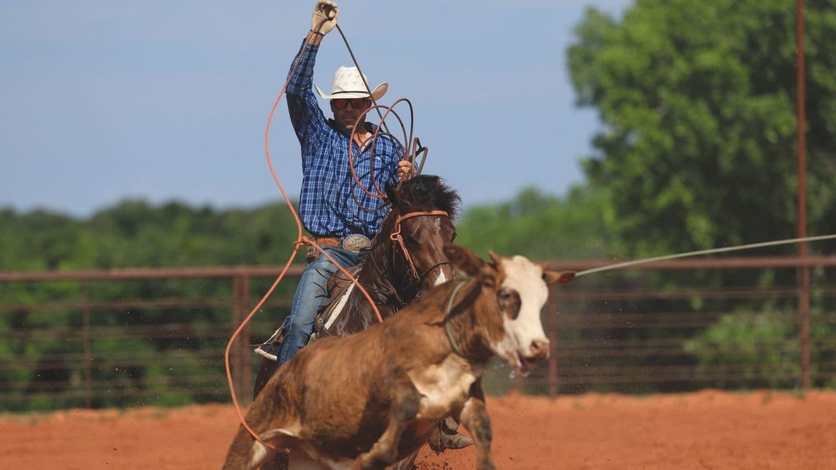 A cowboy holding a young horse steady through the corner while roping a steer