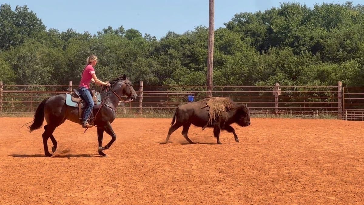 Kit McCall Johnson rides alongside a buffalo in an outdoor arena