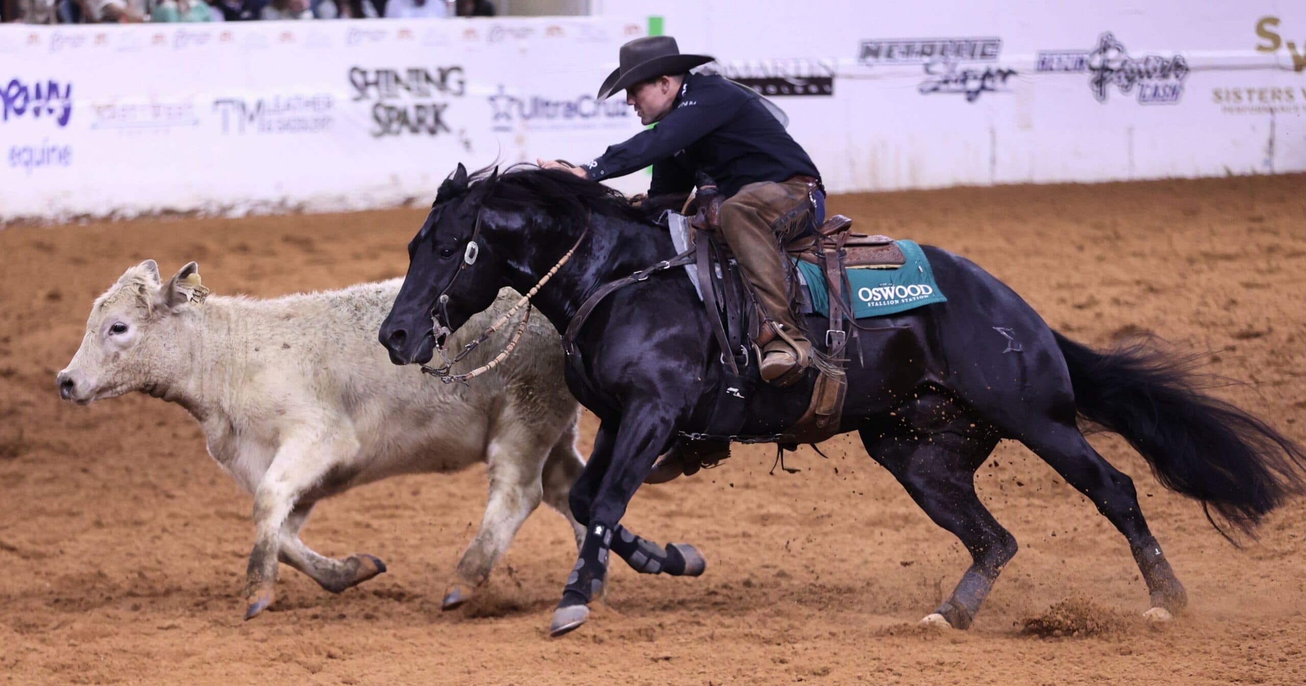 Cowboy on black horse lassoing white steer during rodeo competition in arena with sponsor signage