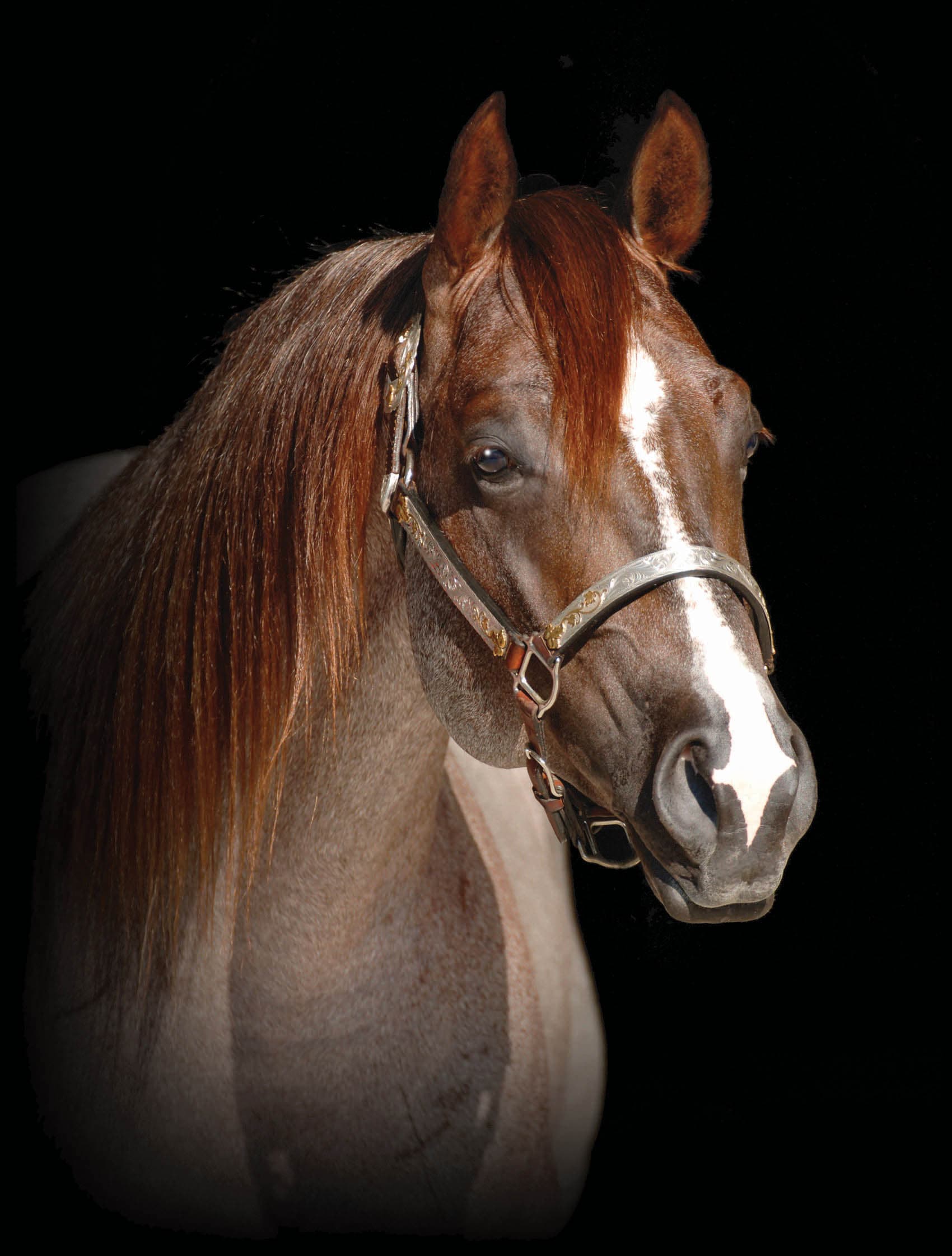Head-and-neck studio portrait of a red roan stallion with a blaze and long flaxen mane wearing a silver show halter against a black background