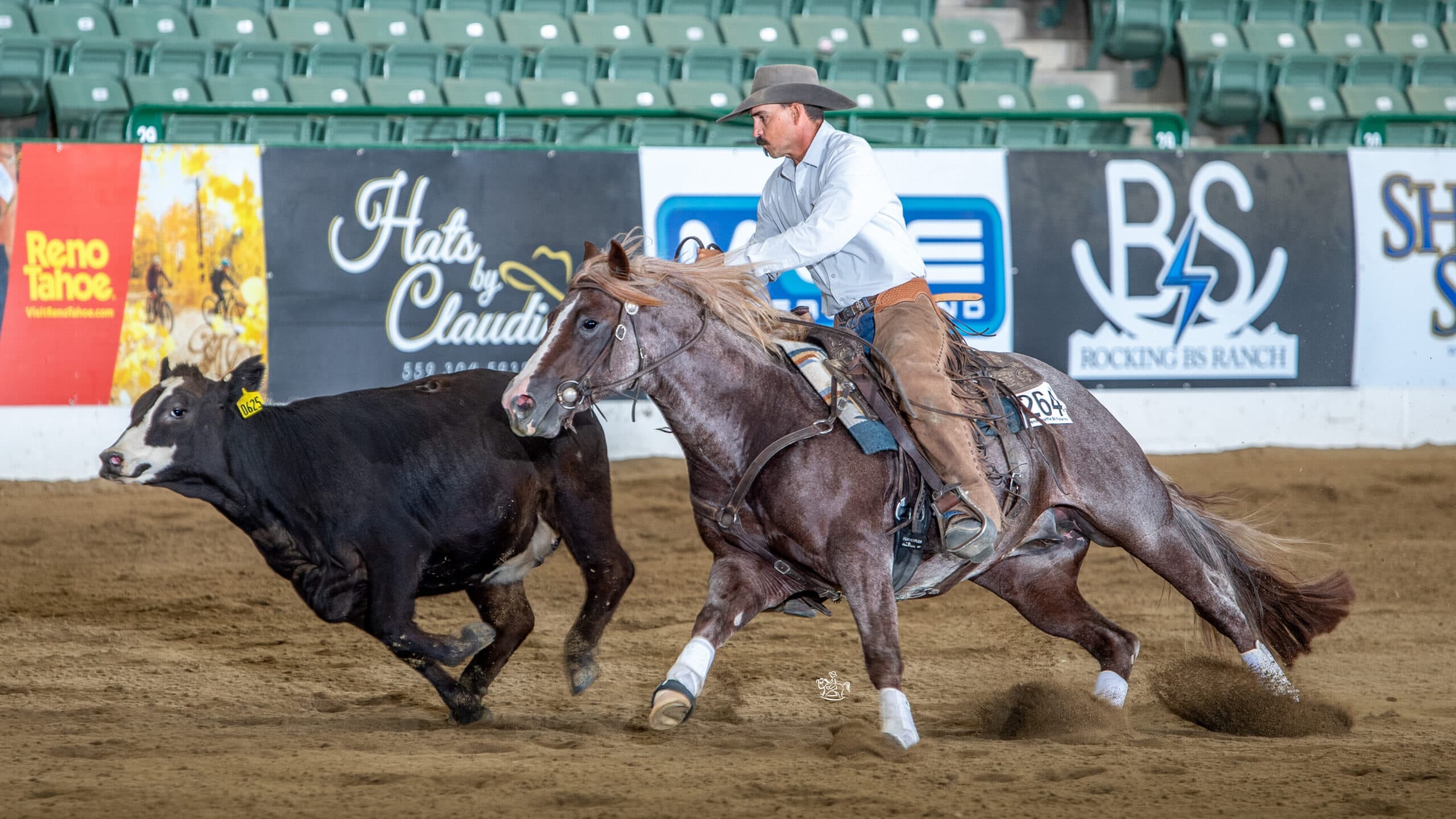 Cowboy in chaps and cowboy hat rides a roan horse hard alongside a black cow in an indoor arena