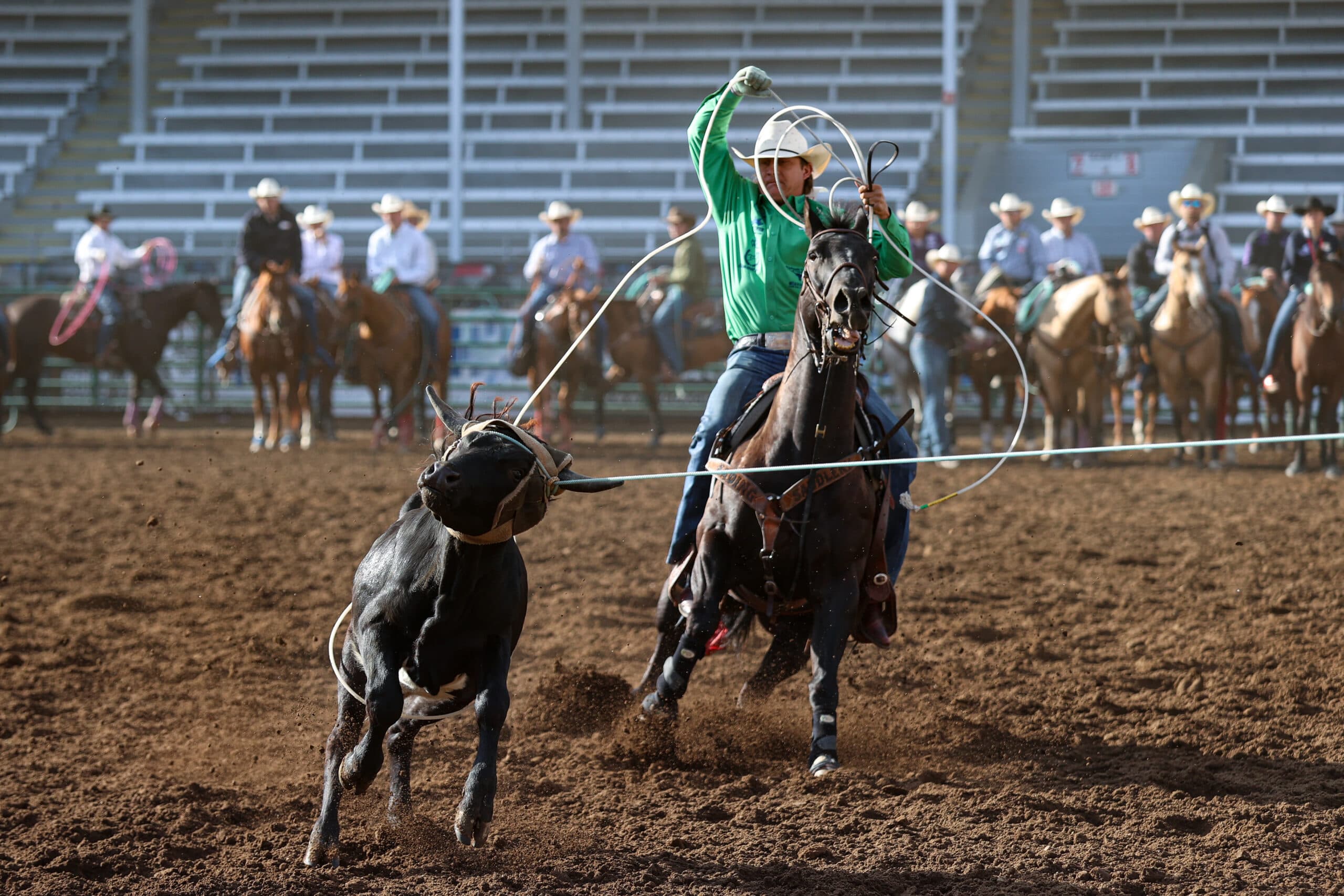 Team roping header in a green shirt swings his loop aboard a dark horse while chasing a black steer across the arena