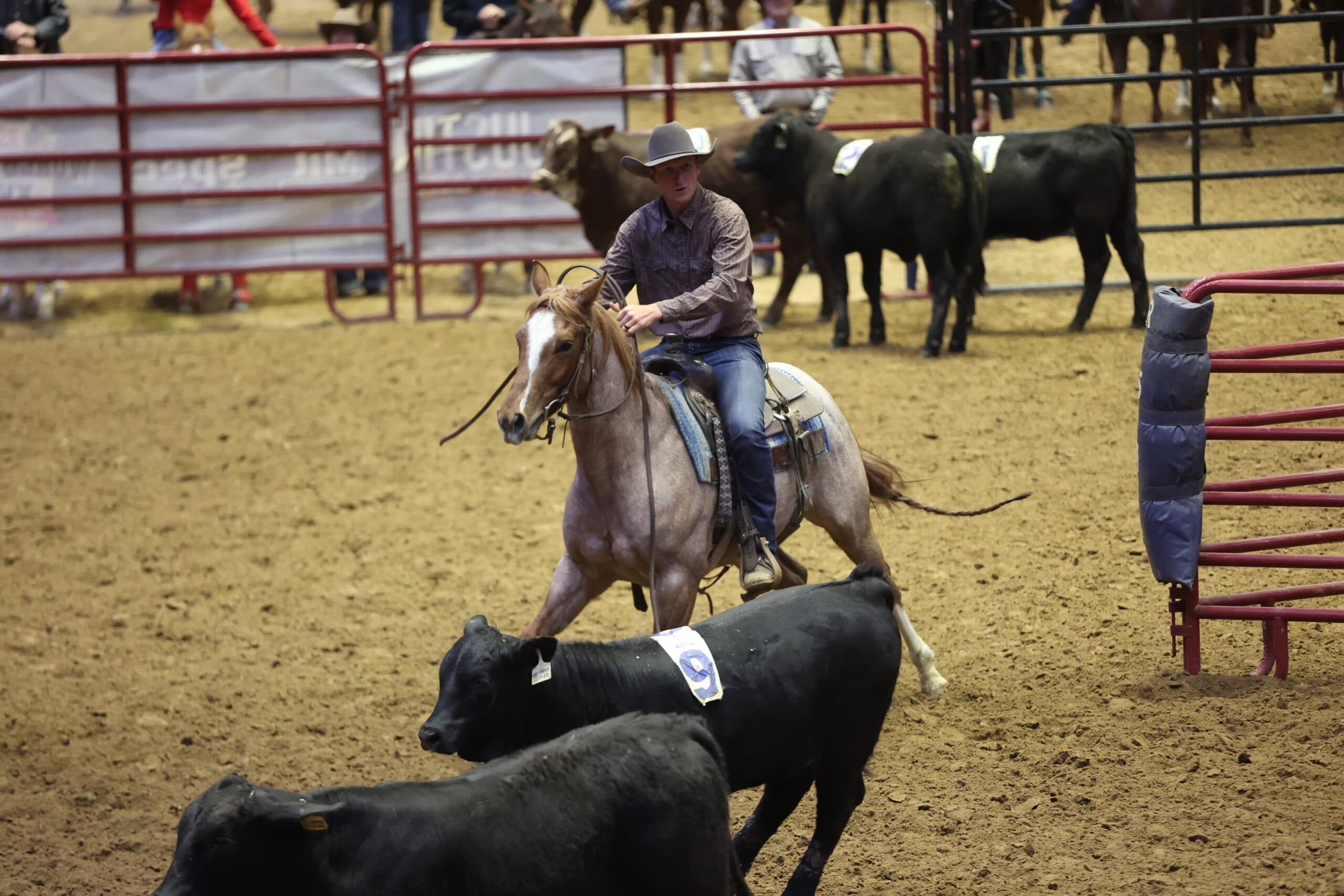Cowboy in a gray felt hat rides a roan horse working numbered black cattle in a dirt arena during a ranch sorting run