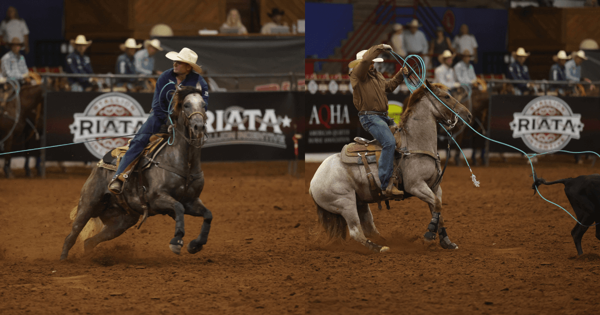Two cowboys compete in team roping at a professional rodeo, with one rider swinging a lasso while galloping across the arena dirt