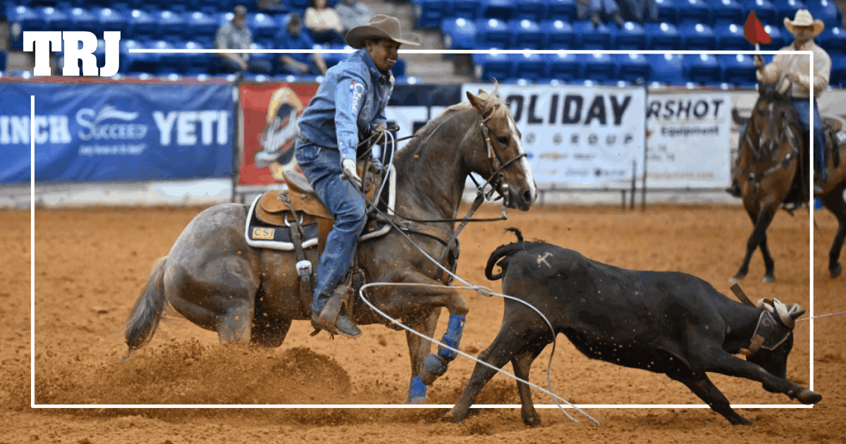 Cowboy on horseback ropes a black steer during a team roping event in a professional rodeo arena